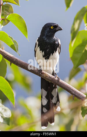 Cissopis leverianus Magpie (Tangara) perché sur une branche dans la forêt tropicale atlantique du sud-est du Brésil. Banque D'Images