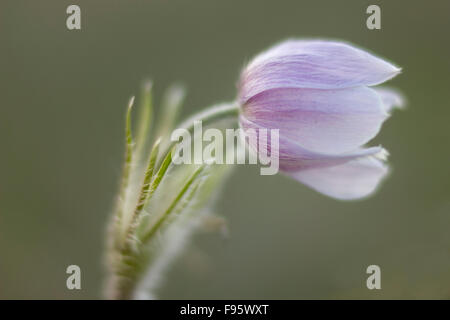 Pulsatilles Pulsatilla patens Cochrane, Alberta Banque D'Images