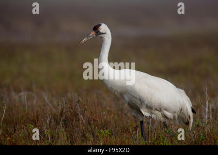 Grue blanche, Aransas National Wildlife Refuge, Texas Banque D'Images