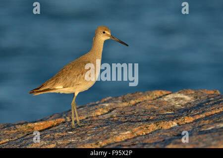 Willet, Port Aransas, Texas Banque D'Images