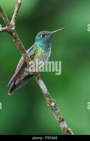 Versicolored Emerald (Amazilia versicolor) perché sur une branche dans la forêt tropicale atlantique du sud-est du Brésil. Banque D'Images