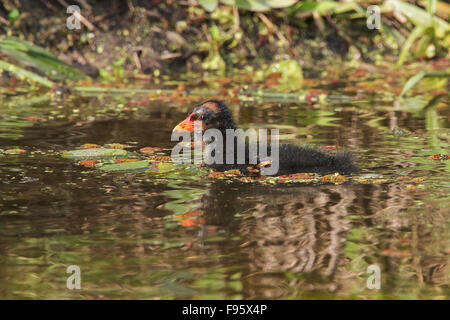 La Gallinule poule-d'eau (Gallinula chloropus) dans un marais dans la forêt tropicale atlantique du sud-est du Brésil. Banque D'Images