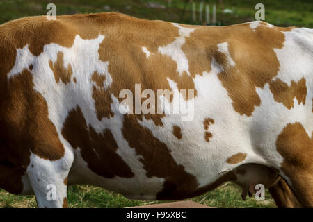 Close up de vache, Nordurardalur Valley, l'Islande Banque D'Images