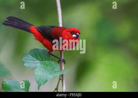Brazilian Tanager (Ramphocelus bresilius) perché sur une branche dans la forêt tropicale atlantique du sud-est du Brésil. Banque D'Images
