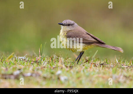 Tyran (Machetornis rixosa bovins) perché sur le terrain dans la forêt tropicale atlantique du sud-est du Brésil. Banque D'Images