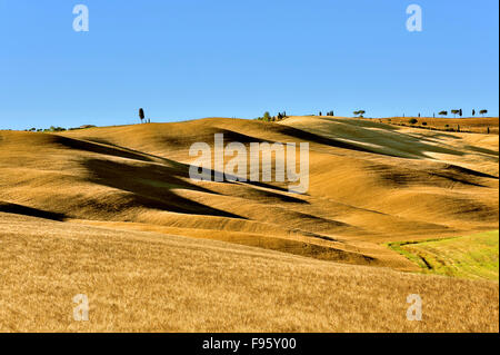 Maïs sur collines avec de longues ombres comme coutures dunes dans lumière du soir, Toscane, Italie Banque D'Images