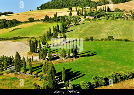 Route sinueuse en Toscane pittoresque bordée de cyprès, Toscane, Italie Banque D'Images