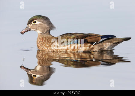 Le Canard branchu (Aix sponsa), femme, Burnaby Lake, en Colombie-Britannique. Banque D'Images