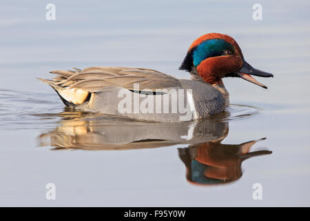 Sarcelles d'hiver (Anas crecca), homme, Burnaby Lake, en Colombie-Britannique. Banque D'Images