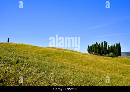 Groupe de cyprès et le vert des collines de Toscane, Toscane, Italie Banque D'Images