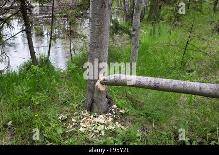 Arbre (Populus ainsi.) abattus par le castor (Castor canadensis), ThompsonNicola, région de la Colombie-Britannique. Banque D'Images