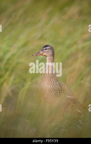 Le Canard colvert (Anas platyrhynchos), femme, Kamloops, Colombie-Britannique. Banque D'Images