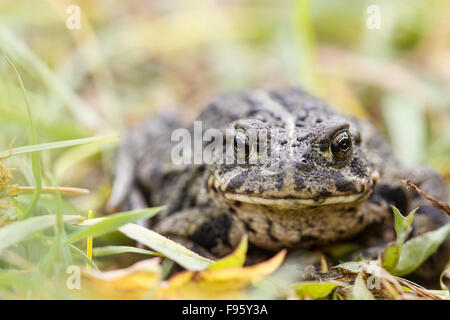 Le crapaud de l'Ouest (Bufo boreas), ThompsonNicola, région de la Colombie-Britannique. Banque D'Images