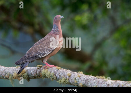 (Patagioenas picazuro Pigeon Picazuro) perché sur une branche dans la forêt tropicale atlantique du sud-est du Brésil. Banque D'Images