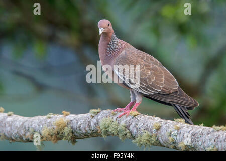 (Patagioenas picazuro Pigeon Picazuro) perché sur une branche dans la forêt tropicale atlantique du sud-est du Brésil. Banque D'Images