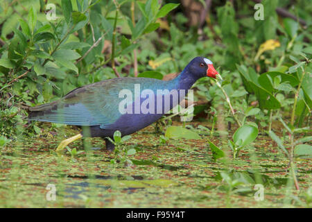 Purple Gallinule Porphyrio martinicus (alimentation) dans un marais dans la forêt tropicale atlantique du sud-est du Brésil. Banque D'Images