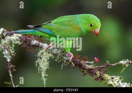 Perruche ordinaire (Brotogeris tirica) perché sur une branche dans la forêt tropicale atlantique du sud-est du Brésil. Banque D'Images