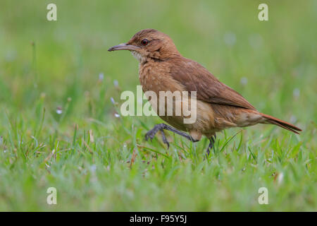 Le Fournier Roux (Furnarius rufus) dans un marais dans la forêt tropicale atlantique du sud-est du Brésil. Banque D'Images