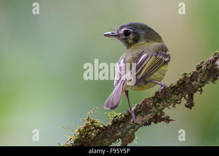 São Paulo Tyrannulet (Phylloscartes paulista) perché sur une branche dans la forêt tropicale atlantique du sud-est du Brésil. Banque D'Images