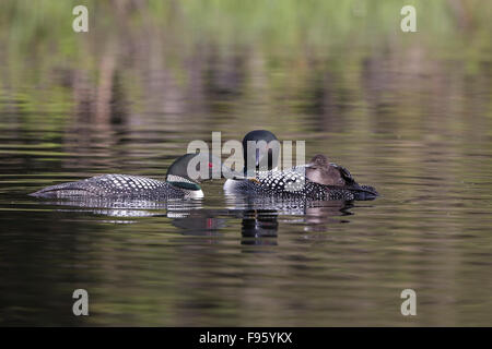 Plongeon huard (Gavia immer), alimentation adultes libellule naiad (O. Odonata) à cheval sur les poussins d'autres adultes est de retour, lac Le Jeune, Banque D'Images