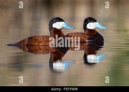L'érismature rousse (Oxyura jamaicensis), homme, Kamloops, Colombie-Britannique. Banque D'Images