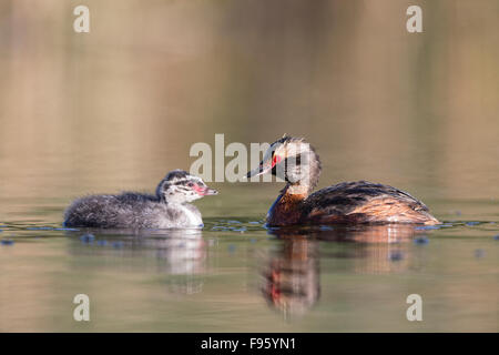 Grèbe esclavon (Podiceps auritus), des profils et des poussins, Kamloops, Colombie-Britannique. Banque D'Images