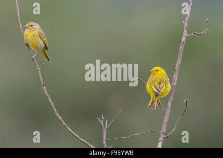 Sicalis flaveola Finch (safran) perché sur une branche dans la forêt tropicale atlantique du sud-est du Brésil. Banque D'Images