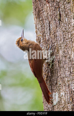 Northern Barred Grimpar Nasican (Dendrocolaptes sanctithomae) perché sur une branche au Costa Rica. Banque D'Images