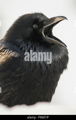 Grand Corbeau (Corvus corax) en hiver, le parc national Banff, Alberta, Canada Banque D'Images