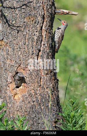 Le pic flamboyant (Colaptes auratus), mâle adulte sur le tronc avec femelle poussin dans cavité de nidification dans le pin ponderosa (Pinus ponderosa), Banque D'Images