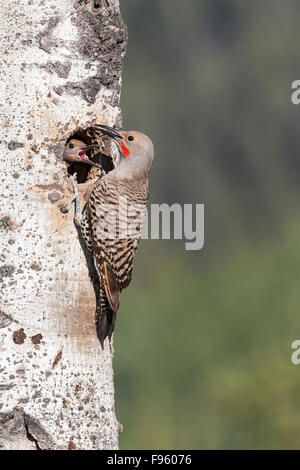 Le pic flamboyant (Colaptes auratus), mâle adulte femelle d'alimentation à poussin nid dans le tremble (Populus tremuloides), Banque D'Images