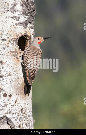 Le pic flamboyant (Colaptes auratus), mâle adulte au nid (avec des poussins à l'intérieur) dans le tremble (Populus tremuloides), Banque D'Images