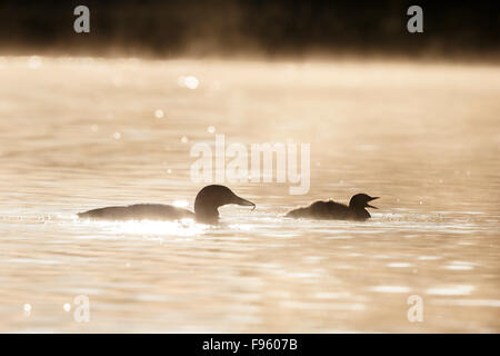 Plongeon huard (Gavia immer), des profils avec pour nourrir les insectes à poussin, sur matin brumeux, lac Le Jeune, en Colombie-Britannique. Banque D'Images