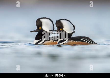 Harle couronné (Lophodytes cucullatus) dans l'océan, près de Victoria, Colombie-Britannique, Canada. Banque D'Images