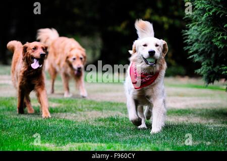 Deux Golden Retrievers chase après un troisième Golden Retriever qui a une boule. Banque D'Images