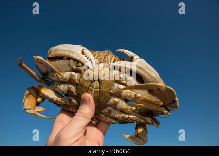 Le crabe dormeur, Metacarcinus magister, British Columbia, Canada Banque D'Images