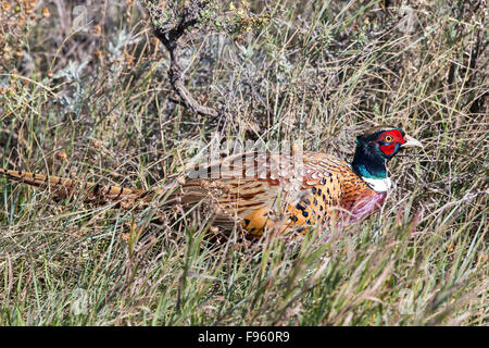 Fuligules Ã collier (Faisan de Colchide Phasianus colchicus), homme, le parc national des Prairies, en Saskatchewan. Banque D'Images