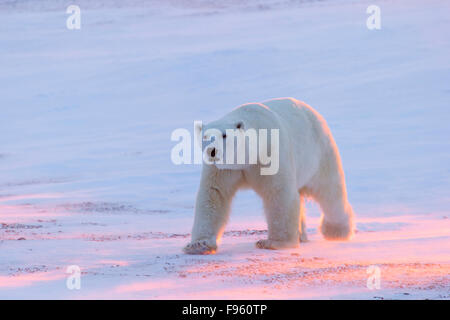 L'ours polaire (Ursus maritimus), homme au coucher du soleil, le cap Churchill, Parc National de Wapusk, au Manitoba. Banque D'Images