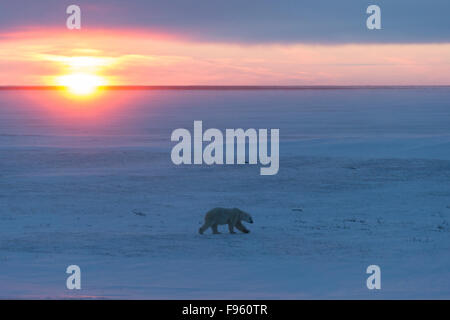 L'ours polaire (Ursus maritimus), homme balade au coucher du soleil, le cap Churchill, Parc National de Wapusk, au Manitoba. Banque D'Images