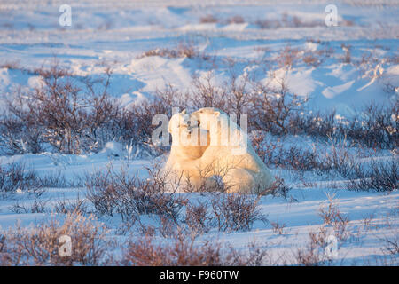 L'ours polaire (Ursus maritimus), les mâles, entre l'entraînement de saules (Salix sp.), le cap Churchill, Parc National de Wapusk, au Manitoba. Banque D'Images