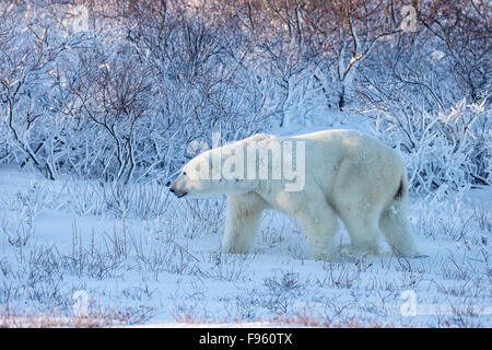 L'ours polaire (Ursus maritimus), homme marcher parmi les saules (Salix sp.), le cap Churchill, Parc National de Wapusk, au Manitoba. Remarque La Banque D'Images