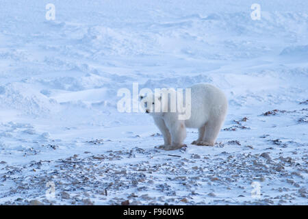 L'ours polaire (Ursus maritimus), Cape Churchill, Parc National de Wapusk, au Manitoba. Banque D'Images