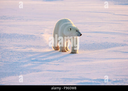 L'ours polaire (Ursus maritimus), marche à pied, du cap Churchill, Parc National de Wapusk, au Manitoba. Banque D'Images