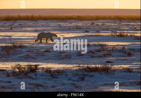 L'ours polaire (Ursus maritimus), la marche sur tundra au coucher du soleil, le cap Churchill, Parc National de Wapusk, au Manitoba. Banque D'Images