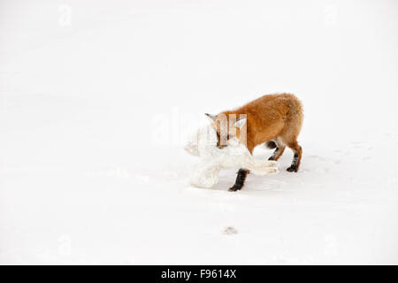 Le renard roux (Vulpes vulpes) soulever et transporter un renard arctique (Alopex lagopus) il a été tué et mangé, cap Churchill Wapusk, Banque D'Images