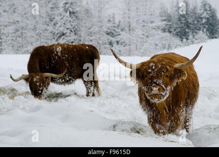 Sottish Highland cattle du fourrage pour l'alimentation dans le Nord de l'Okanagan de la neige dans les collines de mélèze, près de Enderby, en Colombie-Britannique, Canada. Banque D'Images