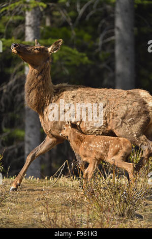 Une mère "Wapiti Cervus elaphus ' avec un nouveau bébé se déplaçant rapidement vers la sécurité de la dense forêt de l'ouest de l'Alberta, Canada Banque D'Images