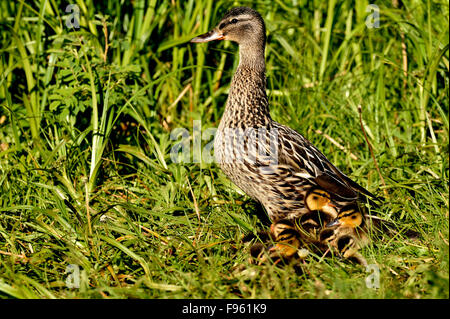 Une femelle Canard colvert, Anas platyrhynchos, avec une couvée de canetons nouveaux dans les hautes herbe verte Banque D'Images