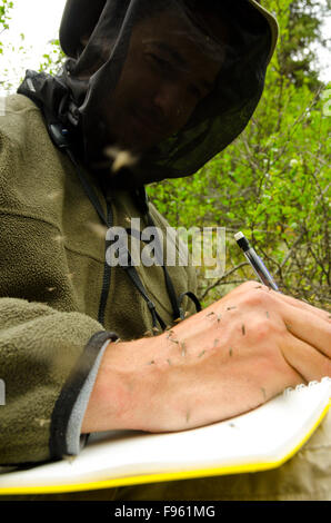 Un biologiste prend des notes alors qu'ils étaient attaqués par des hordes de moustiques sur sa main, le nord de la Colombie-Britannique Banque D'Images