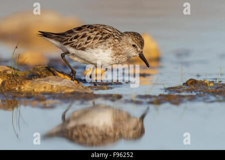 Le Bécasseau semipalmé (Calidris pusilla) dans un étang dans la toundra près de Churchill, Manitoba, Canada. Banque D'Images